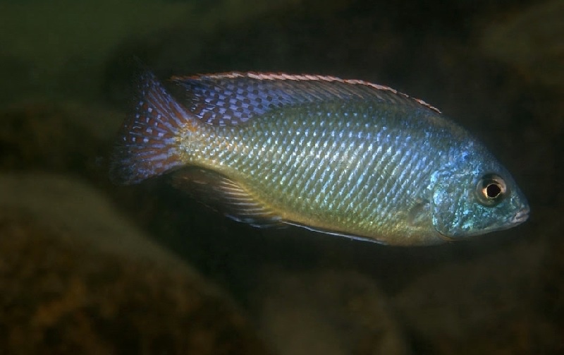 Protomelas virgatus 'Kanchedza Island'